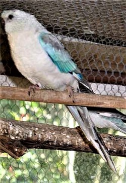 blue opal red rump cock