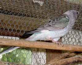 Blue opal redrump