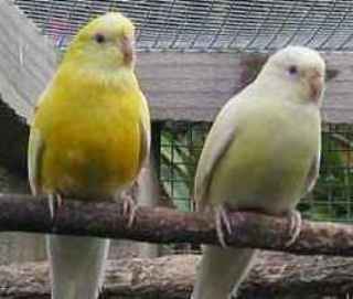 Lutino red rump pair