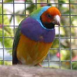 Gouldian Finch