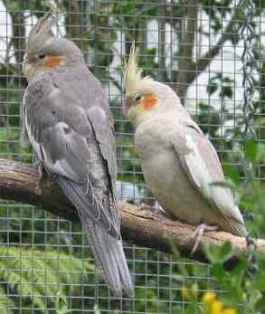 cockies