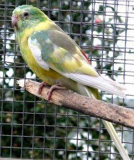 pied red rump