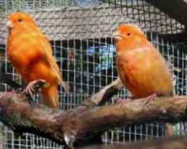 Canaries