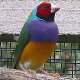 Gouldian cock