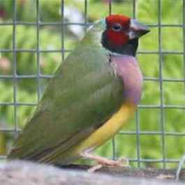 Gouldian hen