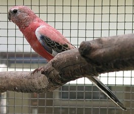 rosa cock