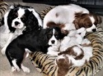 Dogs