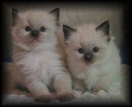 Ragdoll Kittens