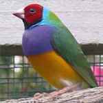 Gouldian