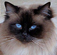 Beau