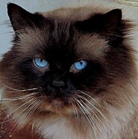 Odin