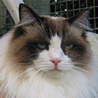 Prince