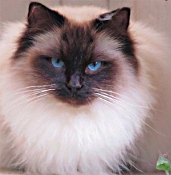 Chloe