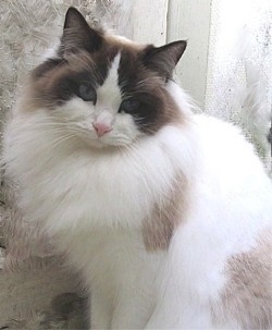 Faithe