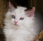 Amara