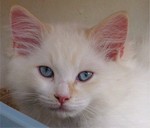 ari