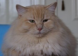 solid ragdoll