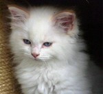 Ailin