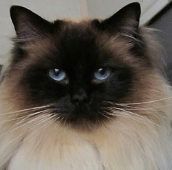 Beau