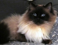 Beau