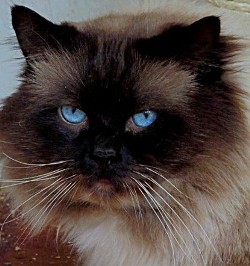 Odin