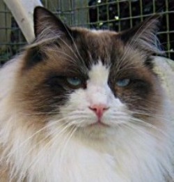 Prince