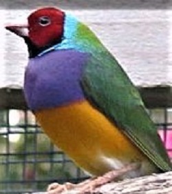 gouldian cock