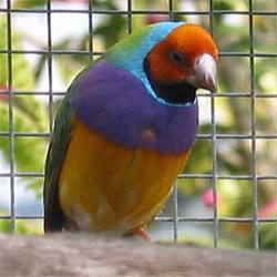 gouldian