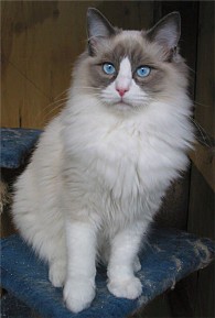 Ragdoll