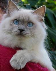 Ragdoll