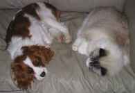 Cav and Ragdoll