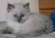 Blue Ragdoll