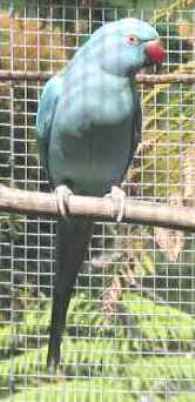 ringneck