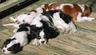 dogs snoozing