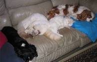 dogsandcats