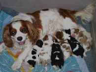 Hungry pups