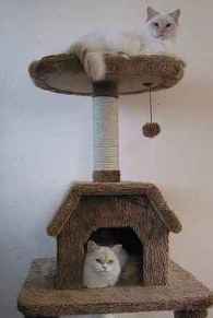 cats