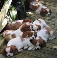 Pups at Dinner