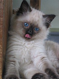 kitten