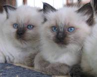 Kittys