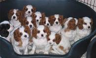Pups