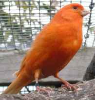Canary