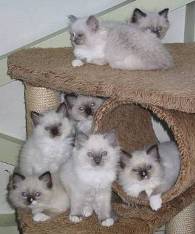 kittens