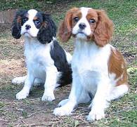 Pups