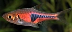 Rasbora