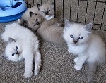 Kittens