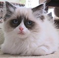 Della