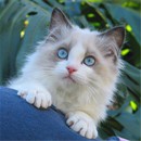 seal bicolour ragdoll