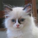 seal bicolour ragdoll