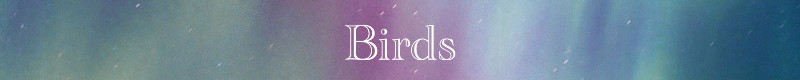 Birds 